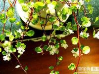 淘寶旺鋪裝修寶貝如何美化